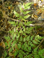 Pteris macilenta. Adaxial surface of 3‑pinnate-pinnatifid frond, with basal secondary pinnae on basal primary pinnae clearly stalked.
 Image: L.R. Perrie © Te Papa CC BY-NC 3.0 NZ